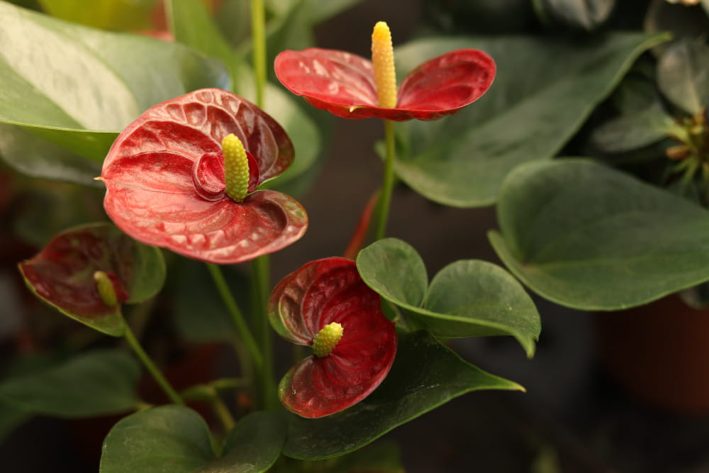 Gros plan sur les fleurs rouges éclatantes et les spathes texturées d'un Anthurium podophyllum en pleine floraison