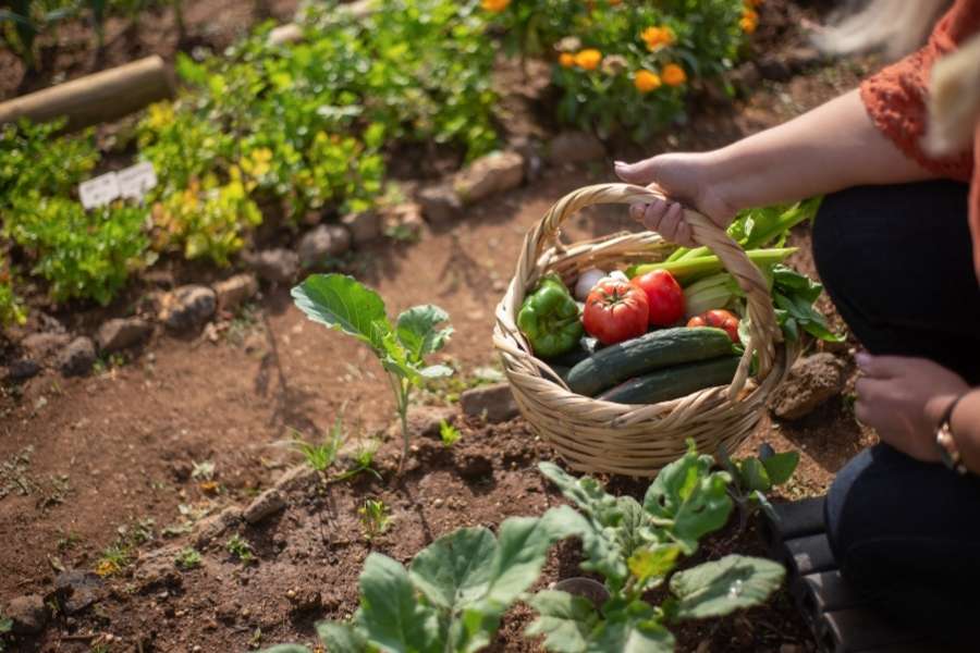 Une personne récolte des légumes frais au milieu du potager nourricier.